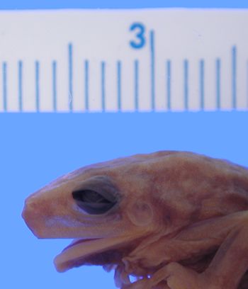 Media type: image; Herpetology A-25762